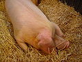 120px-pig_dsc039781